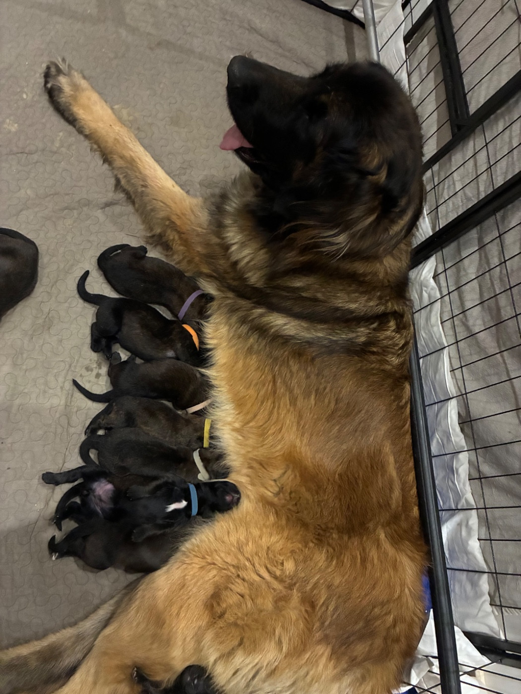 Chiot Leonberger Des Neuf Grains D’Or