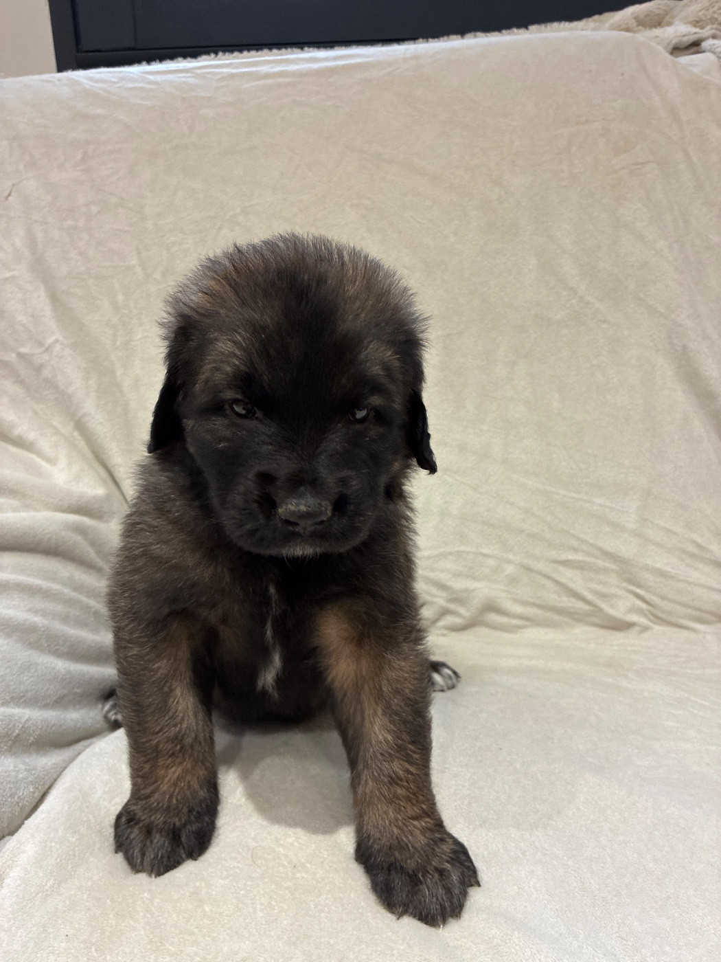 Des Neuf Grains D’Or - Chiots disponibles - Leonberger