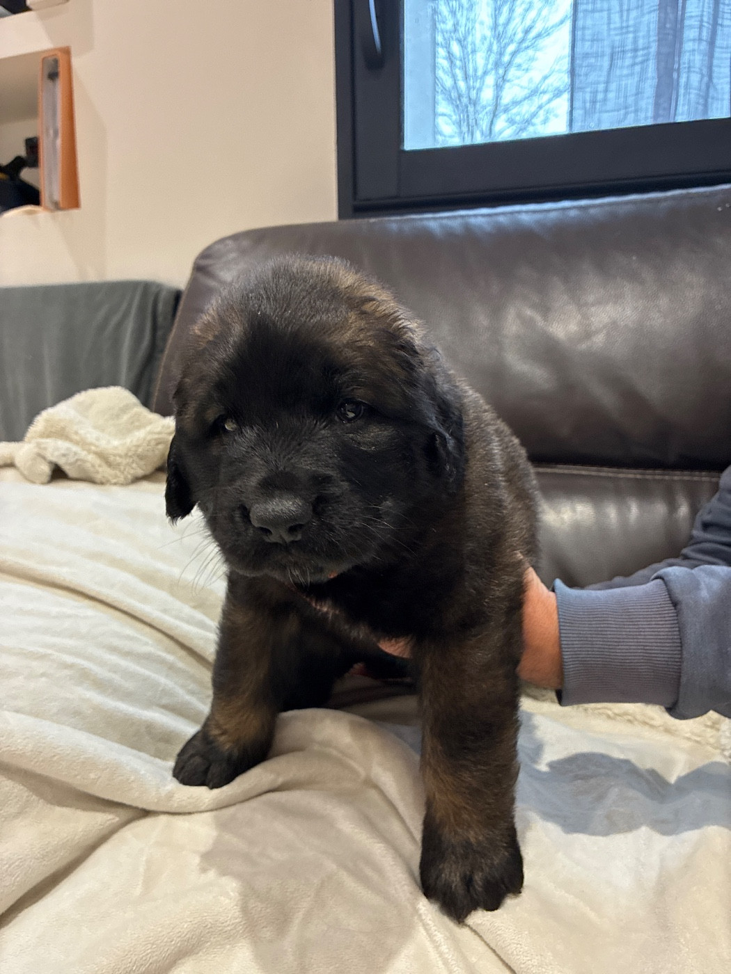 Des Neuf Grains D’Or - Chiots disponibles - Leonberger