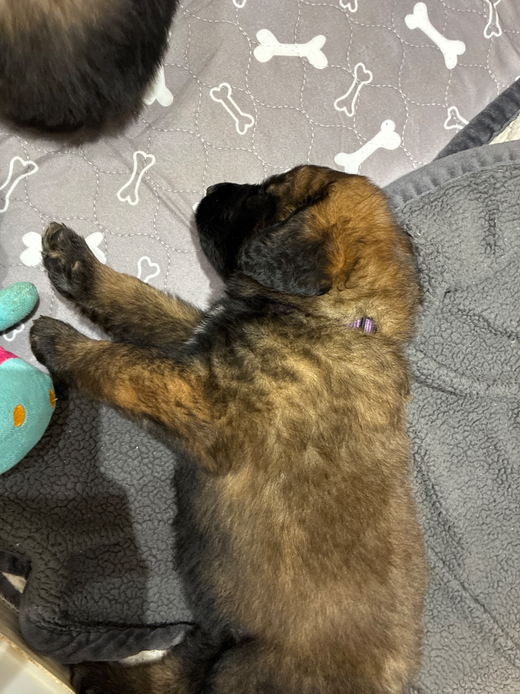 Des Neuf Grains D’Or - Chiots disponibles - Leonberger