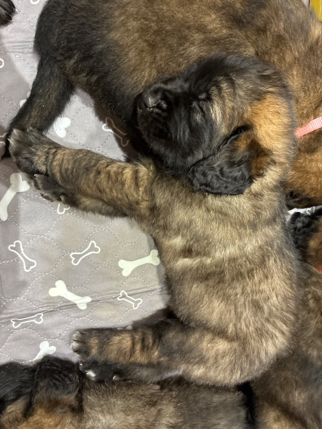 Des Neuf Grains D’Or - Chiots disponibles - Leonberger