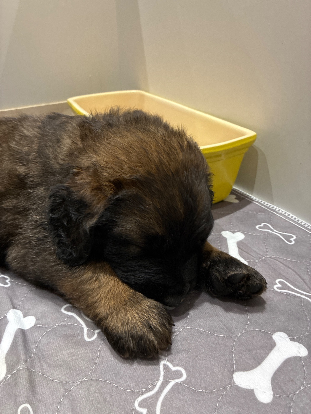 Des Neuf Grains D’Or - Chiots disponibles - Leonberger