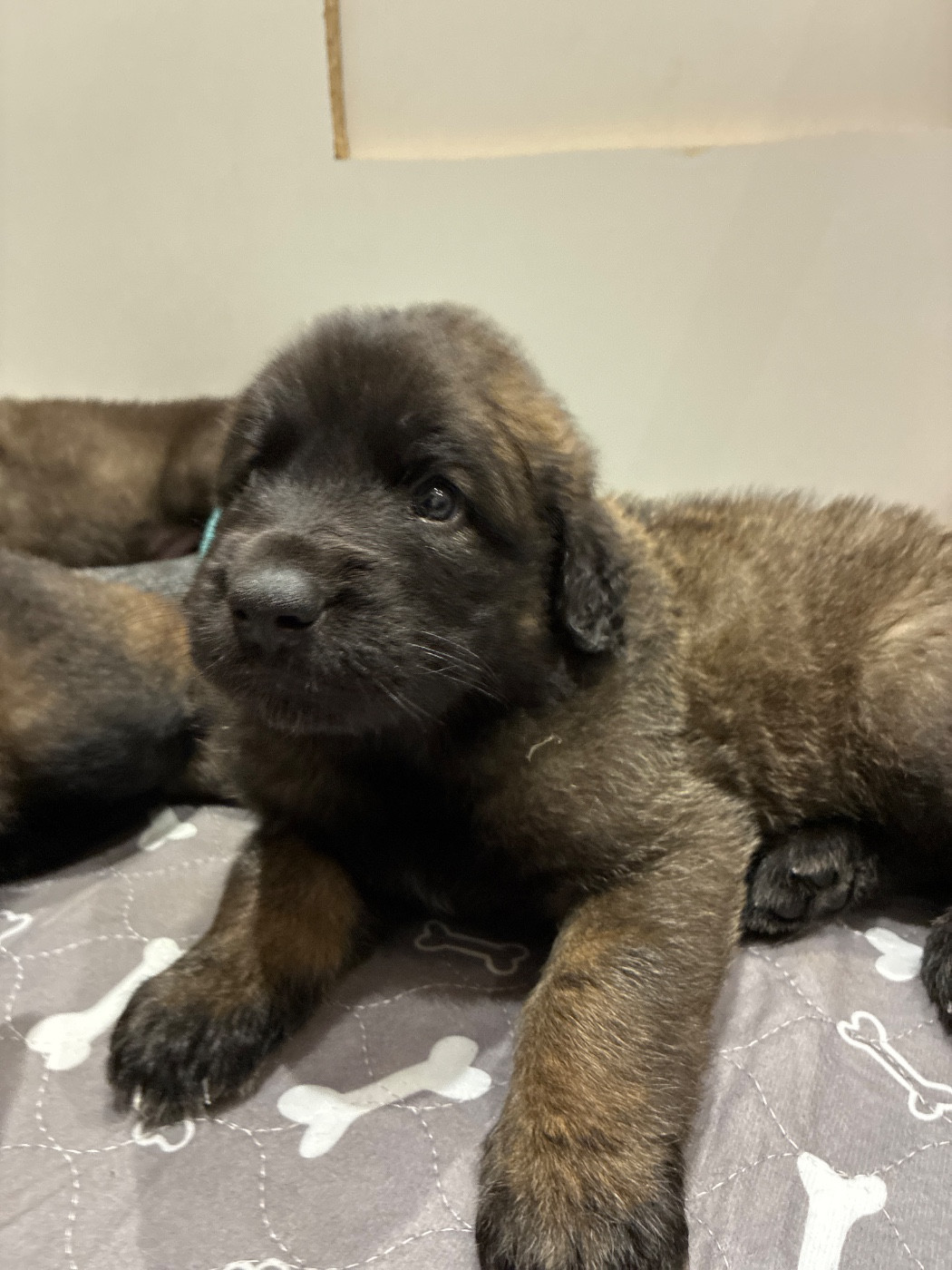 Des Neuf Grains D’Or - Chiots disponibles - Leonberger