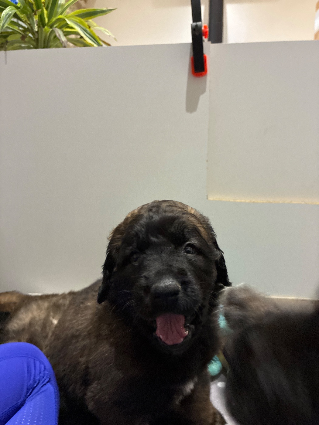 Des Neuf Grains D’Or - Chiots disponibles - Leonberger